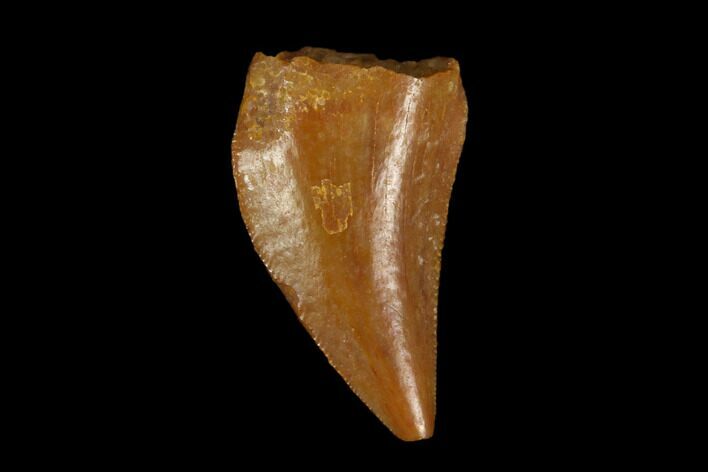 Raptor Tooth - Real Dinosaur Tooth #115970